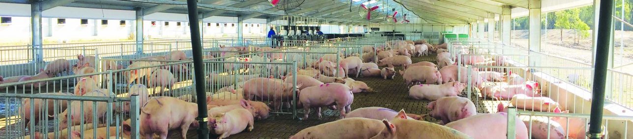 Equipment and Feeding Systems