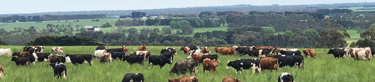 Ruminants
